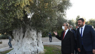 Vali Su anıt zeytin ağacında hasada katıldı
