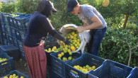 Mersin’den 60 ülkeye limon ihracatı