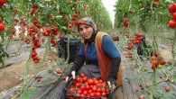 Örtü altı domates tarlada 16.50 TL’den alıcı buluyor