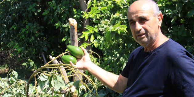 10 yıllık emek gitti: Avokado hırsızları ağacı baltayla kesti