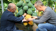Mersin’de artık papaya da yetiştirilecek..Bir fidan 60 kilo ürün verdi